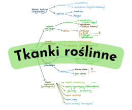 Tkanki roślinne - mapa myśli