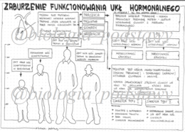 klasa 7 - Zaburzenia funkcjonowania układu hormonalnego - sketchnotka