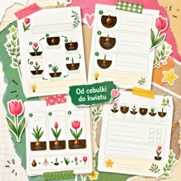 Od cebulki do kwiatu