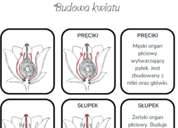 Budowa kwiatu - karty do nauki trójstopniowej