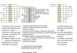 Podsumowanie lekcji biologii kl. 5 o korzeniu - łamigłówka