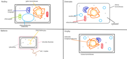 Proste schematyczne rysunki, porównujące budowę komórek