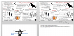 Mini zestaw do tematu „Ptaki – kręgowce zdolne do lotu’ – sketchnotka i karta pracy w pdf + gratisowy link do prezentacji multimedialnej niekomercyjnej wykonanej w genial.ly do indywidualnego pobrania i użycia do celów niekomercyjnych. Biologia 6, dział 