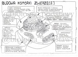 Klasa 5 - Budowa komórki zwierzęcej - sketchnotka