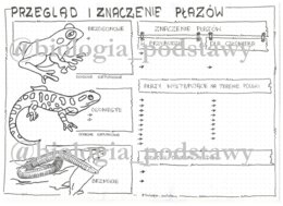 Klasa 6 - Płazy przegląd i znaczenie - karta pracy