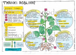 Klasa 5 - Tkanki roślinne - kolorowa sketchnotka