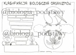 Klasa 5 - Klasyfikacja organizmów - sketchnotka