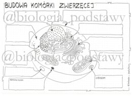 Klasa 5 - budowa komórki zwierzęcej - karta pracy