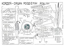Klasa 5 - Korzeń - sketchnotka