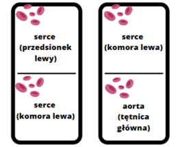 Domino układ krwionośny (obieg krwi)