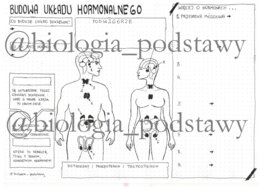 Klasa 7 - Budowa układu hormonalnego - kp
