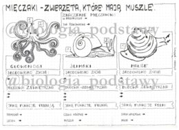 Klasa 6 - Mięczaki - karta pracy