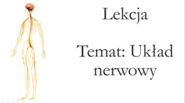 Klasa 4 - Układ nerwowy - prezentacja