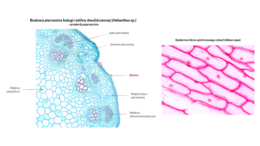 Tkanki roślinne KLASA 2 ROZSZERZENIE