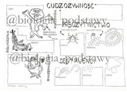 Klasa 5 - Cudzożywność - sketchnotka