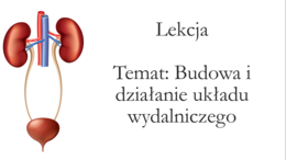 Klasa 7 - Budowa i działanie układu wydalniczego - prezentacja