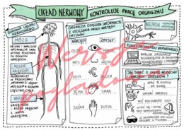 Układ nerwowy kontroluje pracę organizmu – przyroda kl. 4 - karta pracy wypełniona