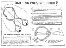 Oko - czyli jak powstaje obraz - klasa 7 - notatka graficzna