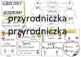Biologia. Układ hormonalny (4karty)