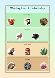 Plansze edukacyjne. Gatunki zwierząt i roślin. Warstwy lasu. Bioróżnorodność.
