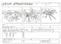 klasa 6 - cechy stawonogów - karta pracy