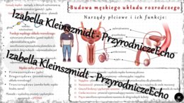 Sketchnotka - notatka „Budowa męskiego układu rozrodczego” wykonana w power point do edycji. Biologia 7; „Rozmnażanie i rozwój człowieka”