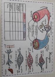 Naczynia krwionośne, sieci naczyń włosowatych