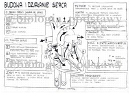 Klasa 7 - Budowa i działanie serca - sketchnotka