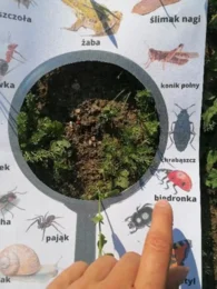 Wiosenne lupy i karty spaceru