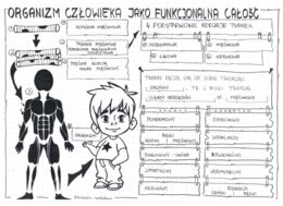 Klasa 7 - Organizm człowieka jako funkcjonalna całość - sketchnotka