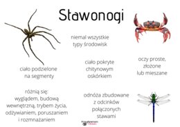 Stawonogi - plansze edukacyjne
