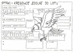 Klasa 6 - Ptaki - KP