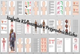 Budowa układów narządów człowieka – układanki do zalaminowania. Przyroda 4 / Biologia 7. Układy narządów człowieka. Przyroda 4, „Odkrywamy tajemnice ciała człowieka”.