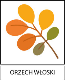 Dzień drzewa - kolorowanki, wyklejanki, rysowanie po śladzie, rodzaje liści itp (jpg i pdf)