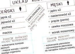 Układ rozrodczy (sketchnotka)