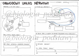 Klasa 7 - Obwodowy układ nerwowy - sketchnotka