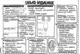 Układ wydalniczy - szarość - klasa 7