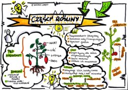 Klasa 5. Biologia. Części rośliny (karta pracy kolorowa)