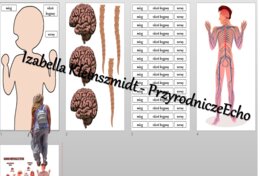 Budowa układu nerwowego – układanka do zalaminowania. Przyroda 4 / Biologia 7. Układy narządów człowieka. Przyroda 4, „Odkrywamy tajemnice ciała człowieka”.