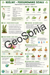 Różnorodność roślin podsumowanie działu biologia klasa 5 sketchnotka