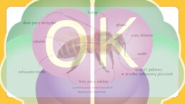 Dzień Pszczół: Wielka Edukacyjna Wyprawa do Ula (52 slajdy)