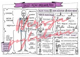 Szkielet i mięśnie umożliwiają ruch - przyroda kl. 4 - karta pracy wypełniona