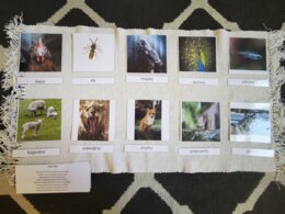 Zwierzęta - porównania - MDJO - bajki - karty montessori