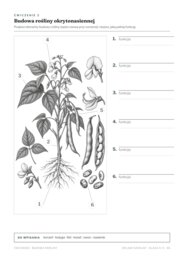 Zielnik szkolny – klasy 4–5 | przyroda i biologia