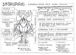 Klasa 6 - Skorupiaki - sketchnotka