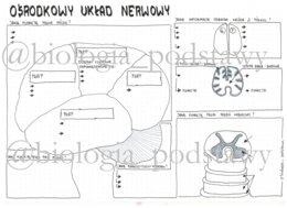 Klasa 7 - Ośrodkowy układ nerwowy