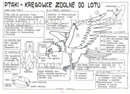 Ptaki - klasa 6 - sketchnotka