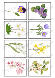 Wiosenne kwiaty i rośliny – gra memory, karty edukacyjne i terenowa zabawa przyrodnicza