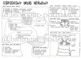 Klasa 7 - Ośrodkowy układ nerwowy - sketchnotka