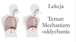 Klasa 7 - Mechanizm oddychania - prezentacja